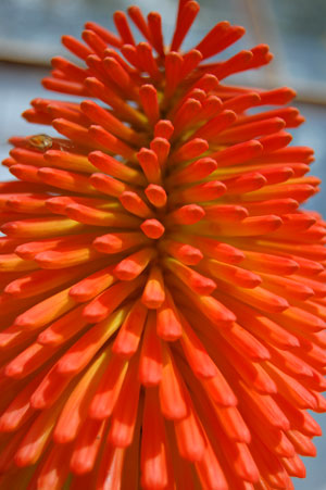 Kniphofia