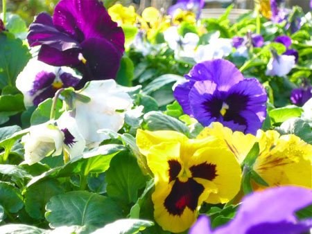 Pansies (Viola)