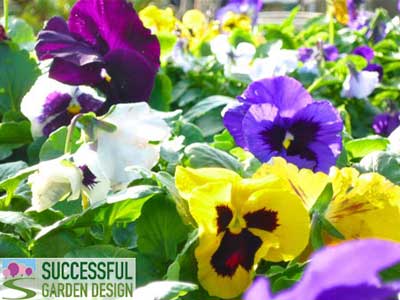 Plant passion v precision (or when it all goes wrong for a garden designer…)