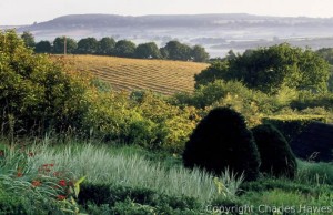 View across grasses