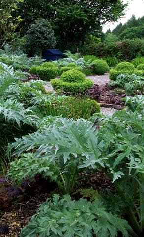 cardoons veg plot (Small)
