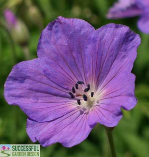 Geranium