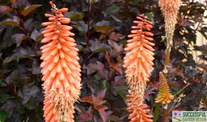 Kniphofia Timothy 