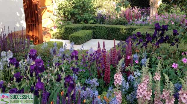 Chelsea-purple-pink-planting