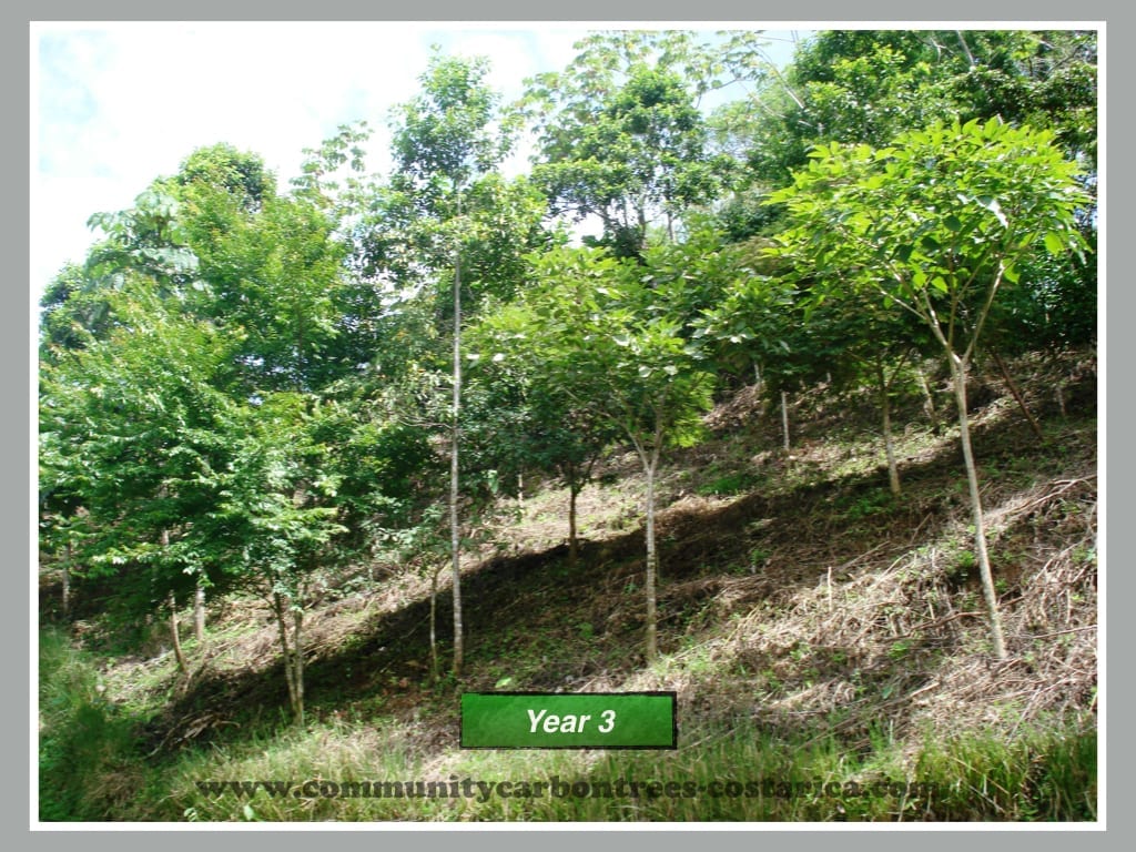 Tree planting that makes a difference & solves a Christmas present dilemma