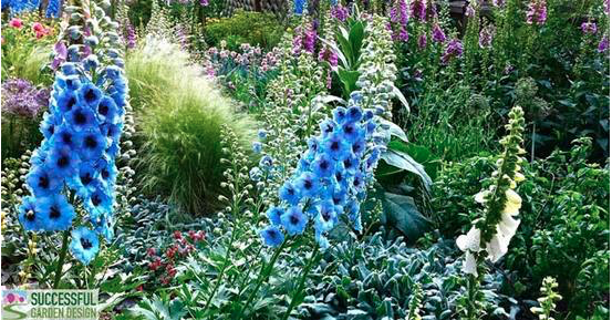 Pointy plants!
