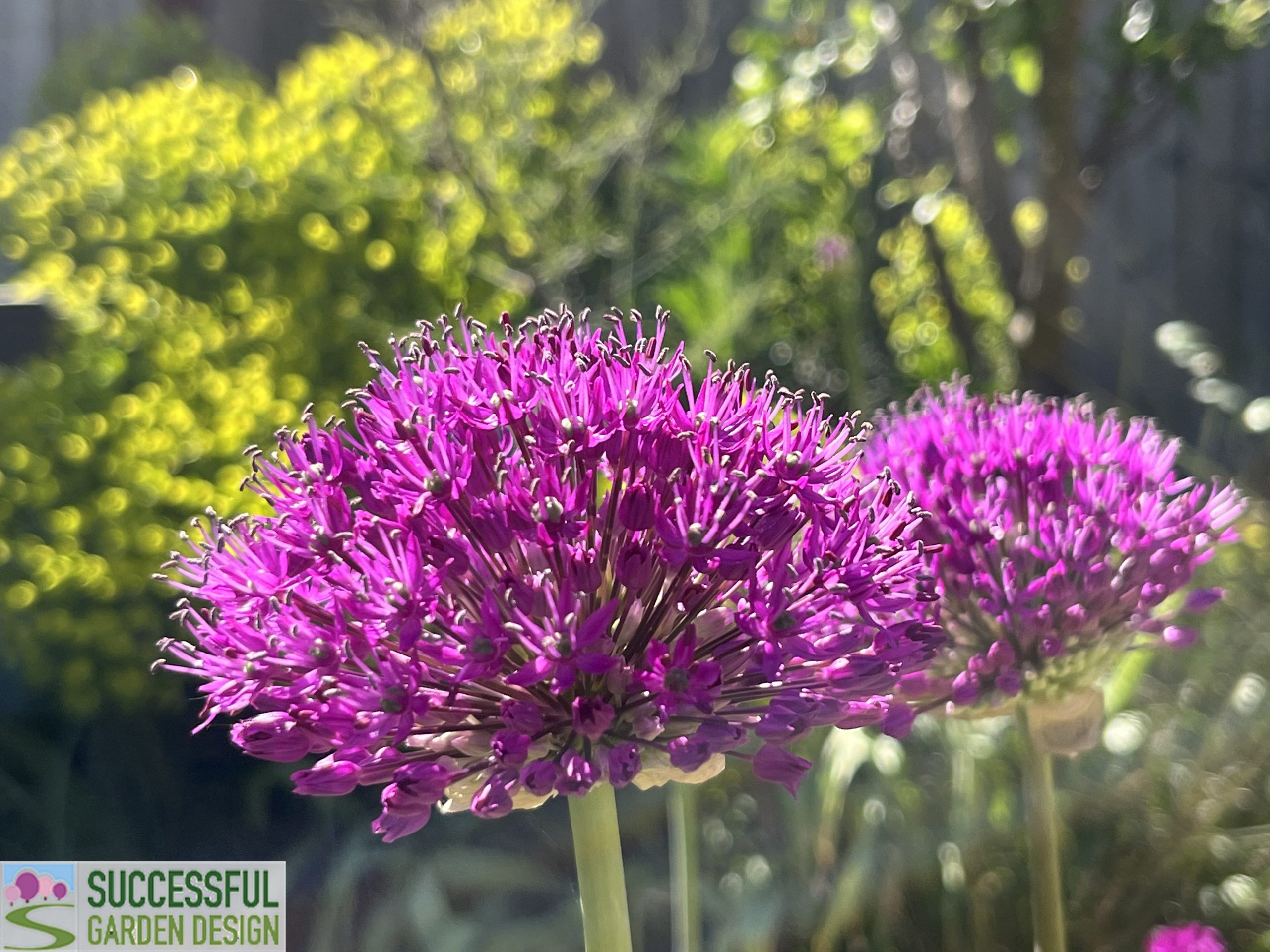 Sumptuous Season Extenders – your flower relay team